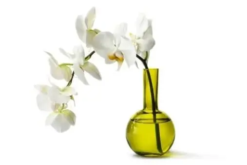 grüne und nachhaltige ETFs werden durch eine Blume in einer Vase symbolisiert