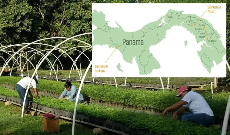 The Generation Forest Impact Report 2025 Engagement Panama